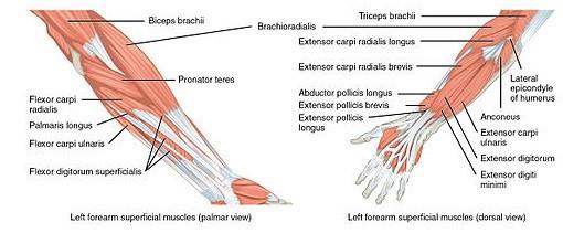 Anatomie Unterarme