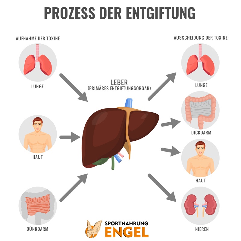 Ausscheidung und Aufnahme von Toxinen im K&ouml;rper