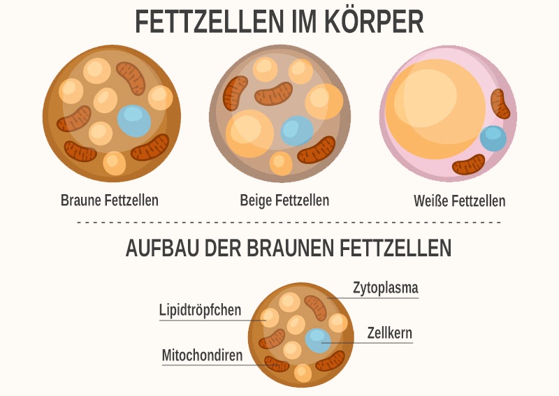 Was ist braunes Fettgewebe Was ist braunes Fettgewebe und wie unterscheidet es sich von anderen Fettzellen?
