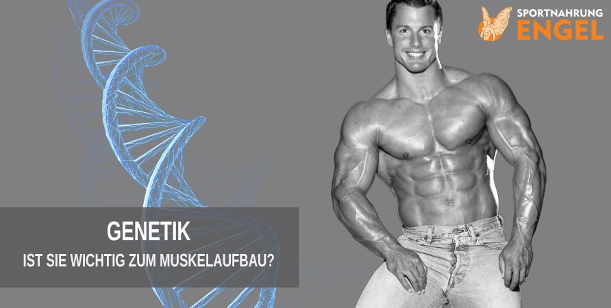 Titelbild Genetik wichtig für den Muskelaufbau?