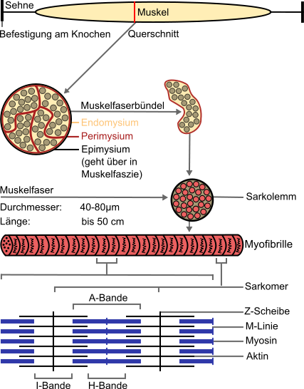 Aufbau der Muskulatur