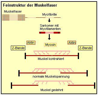 Feinstruktur der Muskelfaser