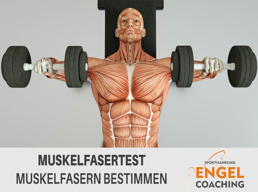 Titelbild Muskelfasern bestimmen Fasertest - Muskelfasern bestimmen